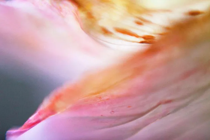 Framed Print : Close-up of pink flower petal