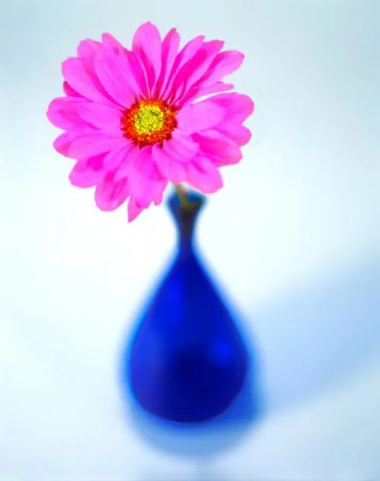 Framed Print : Close-up of a pink flower in a vase Framed Print : Close-up of a pink flower in a vase