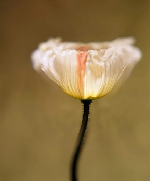 Framed Print : Close-up of a Poppy flower Framed Print : Close-up of a Poppy flower