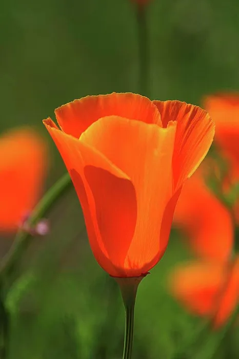 Framed Print : Close-up of a poppy flower