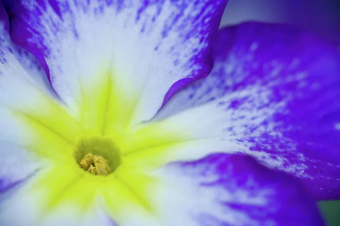 Framed Print : Close-up of Primrose in yellows, whites and blue, Sammamish Washington