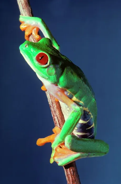 Framed Print : Close-up of Red-Eyed Tree frog (Agalychnis callidryas) Framed Print : Close-up of Red-Eyed Tree frog (Agalychnis callidryas)