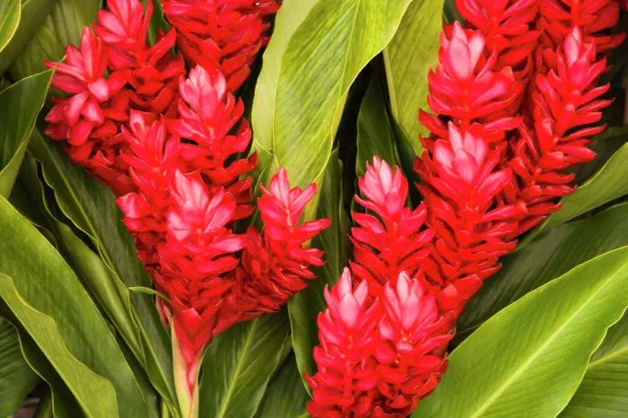 Framed Print : Close-up of red ginger flowers, Papeete, Tahiti, French Polynesia Framed Print : Close-up of red ginger flowers, Papeete, Tahiti, French Polynesia