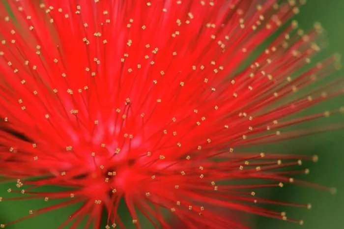 Framed Print : Close-up of a Red Powder Puff flower (Calliandra haematocephala) Framed Print : Close-up of a Red Powder Puff flower (Calliandra haematocephala)