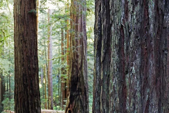 Framed Print : Close-up of redwood tree trunks in forest in Northern California, USA