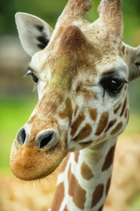 Framed Print : Close-up of a reticulated giraffe at the Jacksonville Zoo