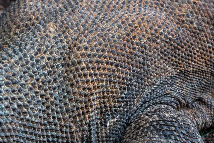 Framed Print : Close-up of the skin of an endemic Komodo dragon (Varanus komodoensis) on Rinca Island, part of Komodo National Park (UNESCO World Heritage Site), Indonesia