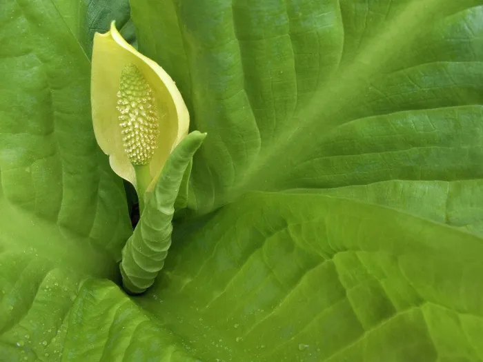 Framed Print : Close-up of a skunk cabbage flower (Lysichiton americanus) Framed Print : Close-up of a skunk cabbage flower (Lysichiton americanus)