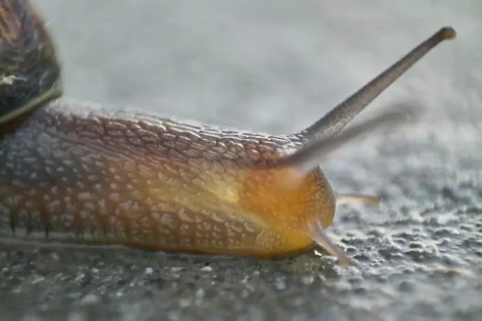 Framed Print : Close-up of a snail crawling on a concrete surface, its antennas raised, exploring its surroundings Framed Print : Close-up of a snail crawling on a concrete surface, its antennas raised, exploring its surroundings