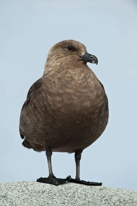 Framed Print : Close-up of a South Polar Skua (Stercorarius maccormicki)