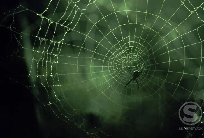 Framed Print : Close-up of a spider in a web Framed Print : Close-up of a spider in a web