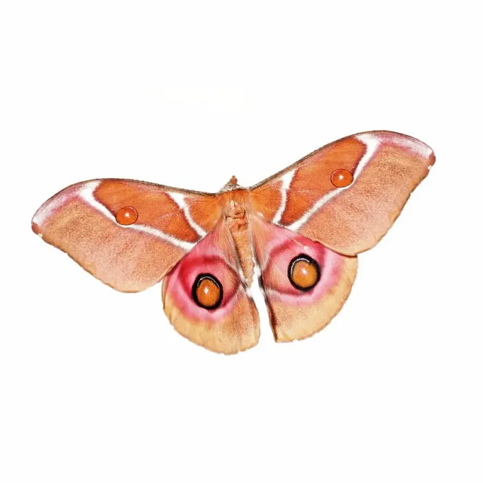 Framed Print : Close-up of Suraka Silk moth (Antherina suraka) on white background Framed Print : Close-up of Suraka Silk moth (Antherina suraka) on white background