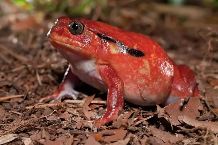 Framed Print : Close-up of a Tomato frog (Dyscophis antongilii) in marsh habitat Framed Print : Close-up of a Tomato frog (Dyscophis antongilii) in marsh habitat