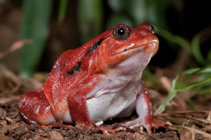 Framed Print : Close-up of a Tomato frog (Dyscophis antongilii) in marsh habitat Framed Print : Close-up of a Tomato frog (Dyscophis antongilii) in marsh habitat