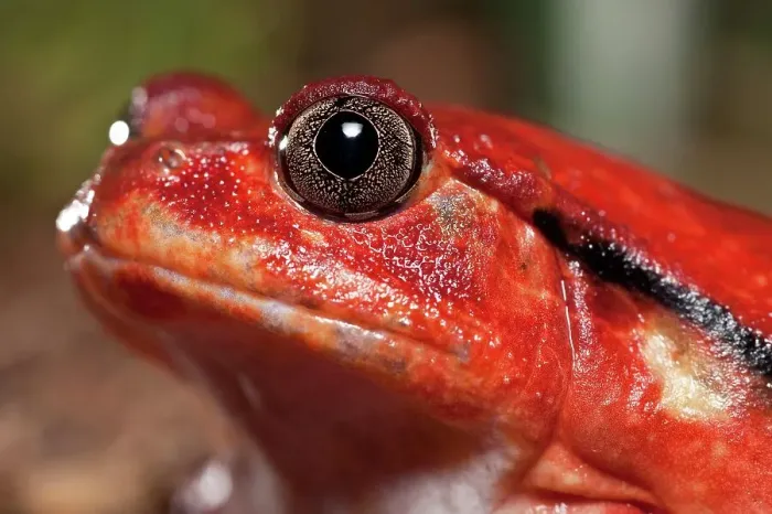 Framed Print : Close-up of a Tomato frog (Dyscophis antongilii) in marsh habitat Framed Print : Close-up of a Tomato frog (Dyscophis antongilii) in marsh habitat