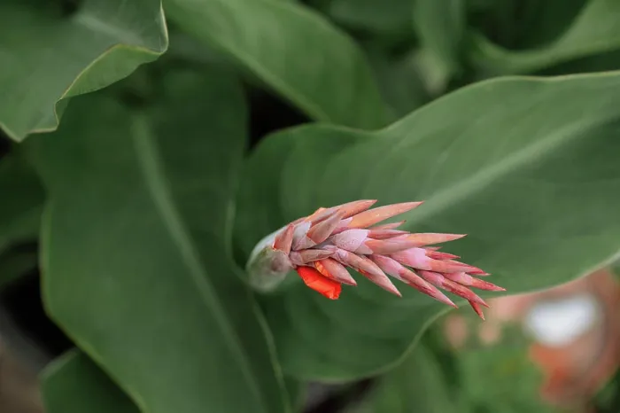 Framed Print : Close-up of a vibrant canna flower bud with lush green foliage