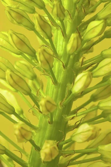 Framed Print : Close-up view of blooming flower
