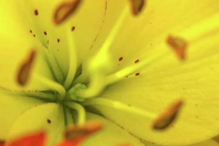 Framed Print : Close-up view of blooming flower Framed Print : Close-up view of blooming flower