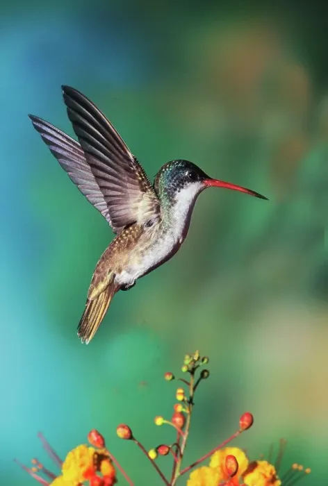 Framed Print : Close-up of an Violet-crowned hummingbird (Amazilia violiceps) Framed Print : Close-up of an Violet-crowned hummingbird (Amazilia violiceps)