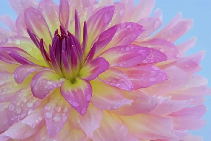 Framed Print : Close-up of water droplets on a dahlia Framed Print : Close-up of water droplets on a dahlia