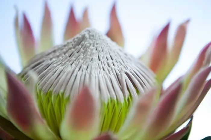 Framed Print : Close-up of a water lily flower