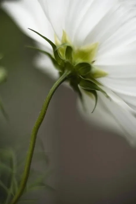 Framed Print : Close-up of a white flower
