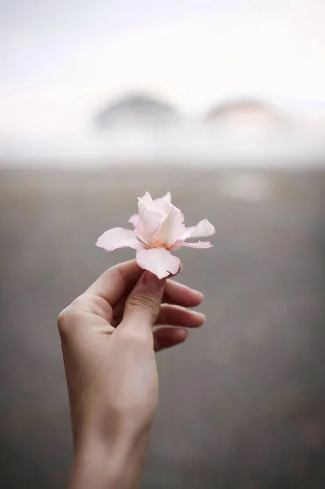 Framed Print : Close-up of woman's hand holding oleander flower