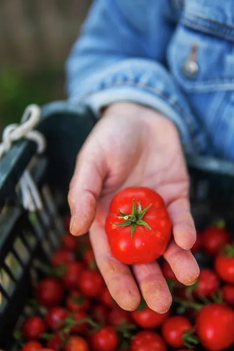 Framed Print : Close-up of a woman's hands holding organic cherry tomatoes