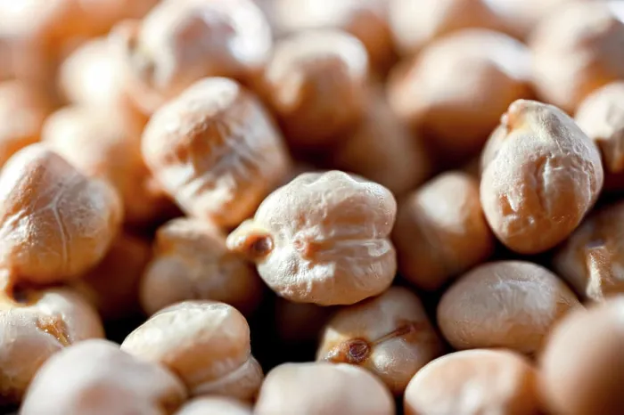 Framed Print : Close updates of chickpeas or chickpeas. Close updates of chickpeas or chickpeas Framed Print : Close updates of chickpeas or chickpeas. Close updates of chickpeas or chickpeas