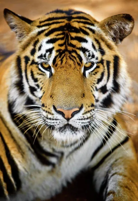 Framed Print : Close up view of a grumpy looking tiger Framed Print : Close up view of a grumpy looking tiger