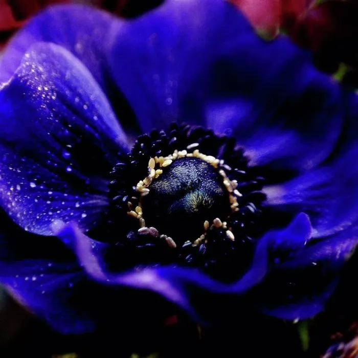 Framed Print : Close up of water droplets on flower Framed Print : Close up of water droplets on flower