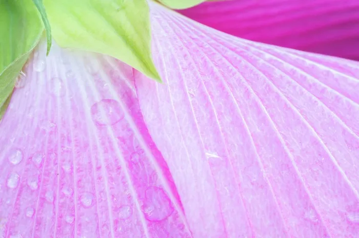 Framed Print : Close up of wet pink flower petals