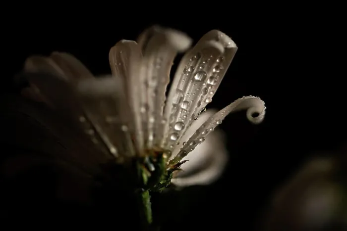 Framed Print : CLOSE UP OF WHITE FLOWER WITH WATER DETAILS