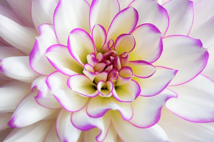 Framed Print : Close up of a white and pink Dahlia flower Framed Print : Close up of a white and pink Dahlia flower