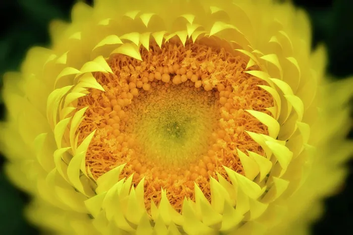 Framed Print : Close up of yellow coloured Bracteantha flower