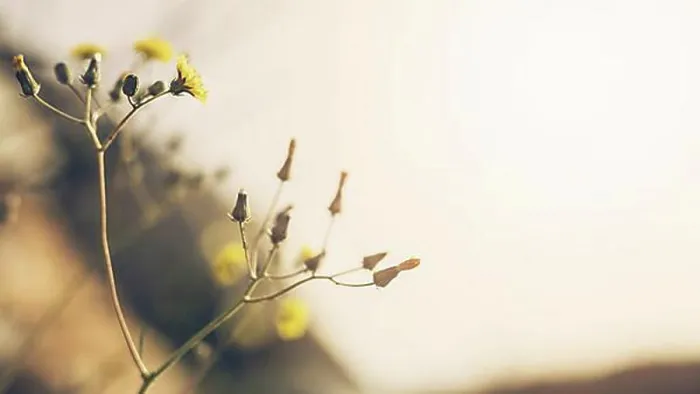 Framed Print : close up yellow flower with bud Framed Print : close up yellow flower with bud