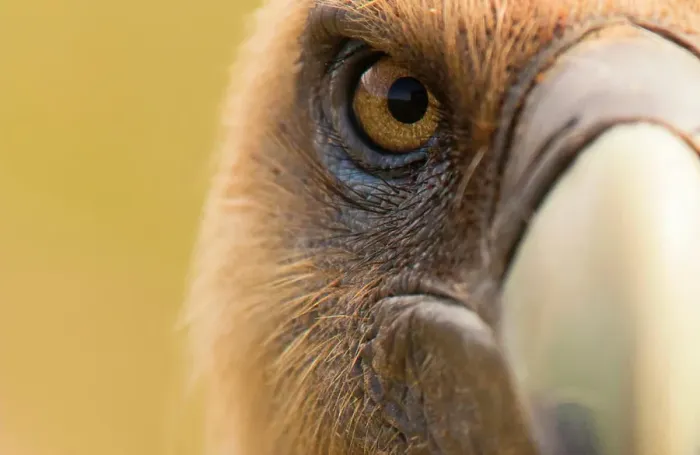 Framed Print : Closeup eye and beak of furious wild vulture looking at camera on blurred background Framed Print : Closeup eye and beak of furious wild vulture looking at camera on blurred background