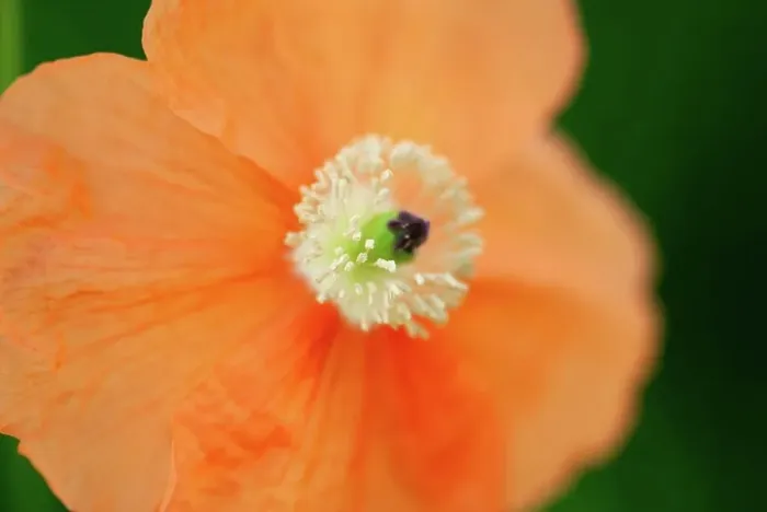 Framed Print : A closeup shot of the white stamen of a peach colored poppy flower.. Peach Poppy Stamen Framed Print : A closeup shot of the white stamen of a peach colored poppy flower.. Peach Poppy Stamen