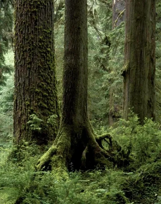 Framed Print : CLUB MOSS hangs from a MAPLE branch in the HALL OF MOSSES in the HOH RAIN FOREST - OLYMPIC NATIONAL PARK Framed Print : CLUB MOSS hangs from a MAPLE branch in the HALL OF MOSSES in the HOH RAIN FOREST - OLYMPIC NATIONAL PARK