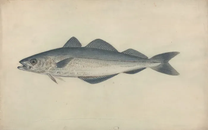 Framed Print : Coal Fish James Sowerby 1756-1822 British Watercolor