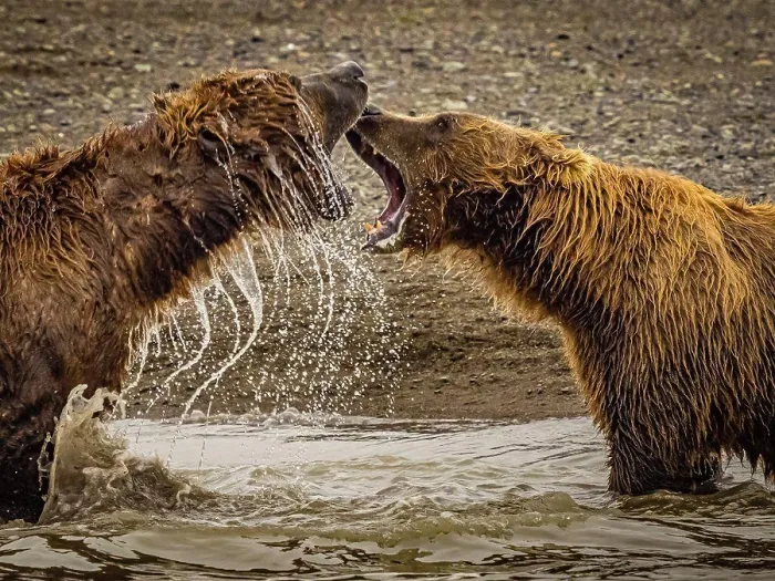 Framed Print : Coastal Brown Bears (Ursus arctos horribilis) spar while fishing for salmon in tidal pool Framed Print : Coastal Brown Bears (Ursus arctos horribilis) spar while fishing for salmon in tidal pool