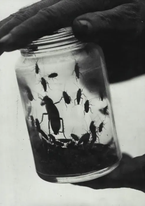 Framed Print : Cockroaches. The Future rules of the World Framed Print : Cockroaches. The Future rules of the World