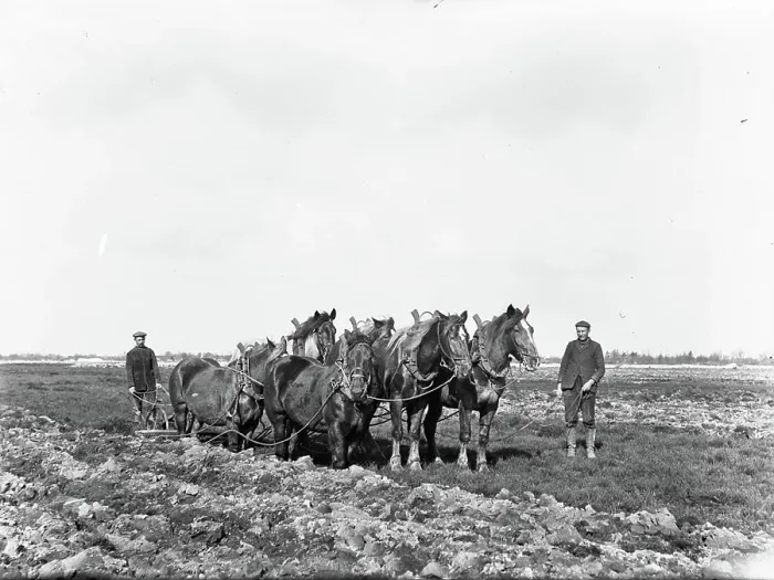 Framed Print : Collection Dutch Heidematschappij. extraction, tillage, leveling, farming, plowing, horses. 1925 Framed Print : Collection Dutch Heidematschappij. extraction, tillage, leveling, farming, plowing, horses. 1925