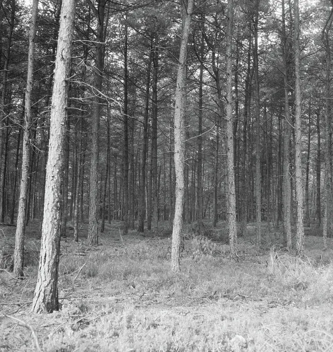 Framed Print : Collection of the Dutch Heidematschappij. Forests, overviews. undated