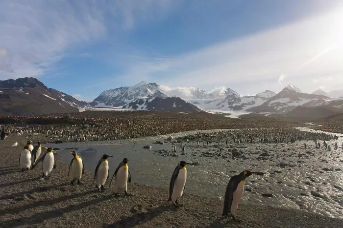 Framed Print : Colony of King penguins (Aptenodytes patagonicus) on the beach, St. Andrews Bay, South Georgia