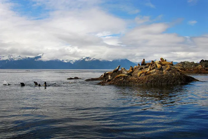 Framed Print : Colony of Stellar Sea Lions, Eumetopias jubatus, Frederick Sound, Inside Passage, Alaska, Pacific Ocean Framed Print : Colony of Stellar Sea Lions, Eumetopias jubatus, Frederick Sound, Inside Passage, Alaska, Pacific Ocean