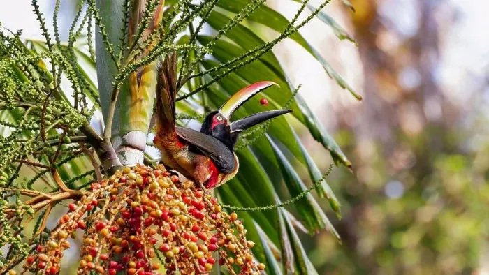 Framed Print : A colorful Aracari toucan juggles fruit before eating it Framed Print : A colorful Aracari toucan juggles fruit before eating it