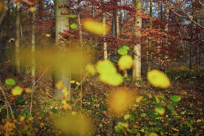 Framed Print : colorful leaves in a beech forest in autumn, backlight Framed Print : colorful leaves in a beech forest in autumn, backlight