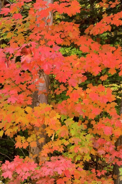Framed Print : Colorful maple trees turn red in autumn in the Keweenaw Penninsula of the UP of Michigan Framed Print : Colorful maple trees turn red in autumn in the Keweenaw Penninsula of the UP of Michigan
