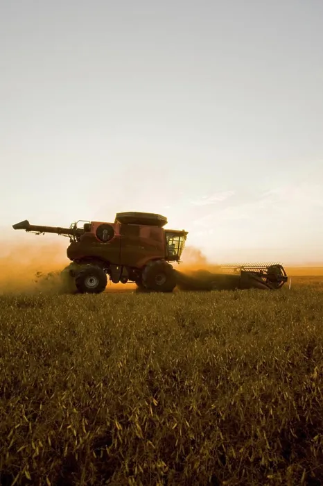 Framed Print : a combine harvester works in field of yellow field peas near Winnipeg, Manitoba, Canada